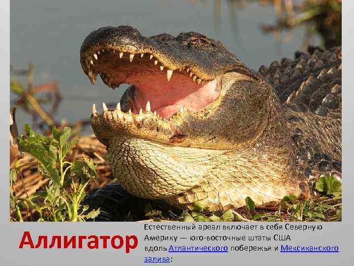 Аллигатор Естественный ареал включает в себя Северную Америку — юго-восточные штаты США вдоль Атлантического