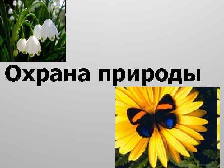 Охрана природы 