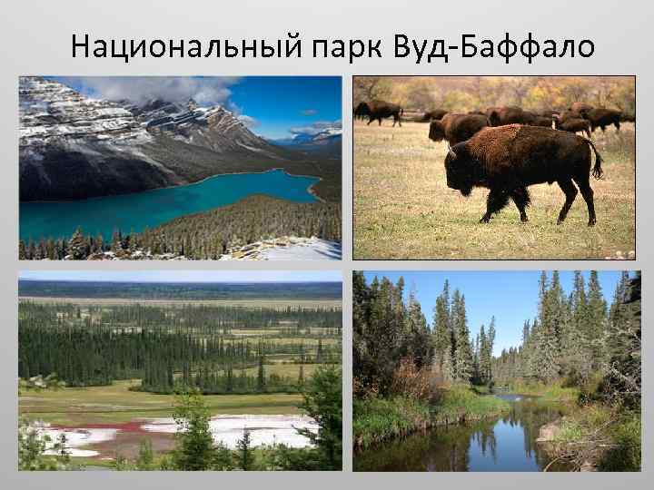 Национальный парк Вуд-Баффало 