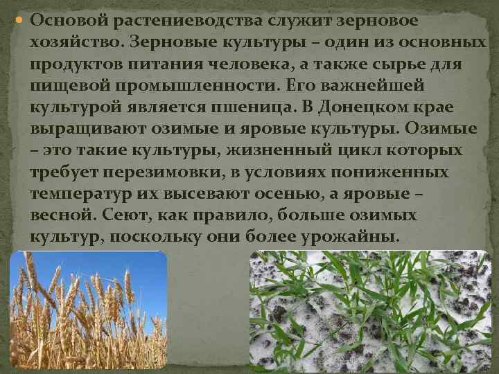 Характеристика зерновым культурам