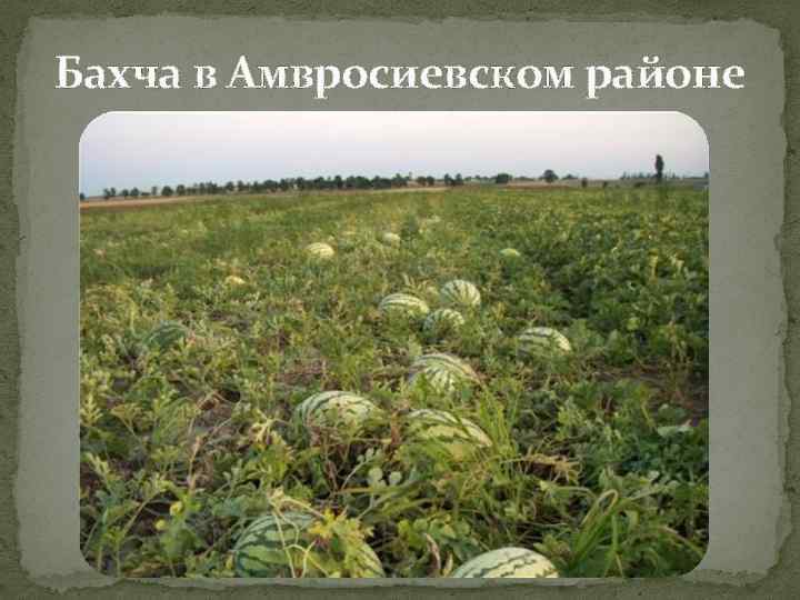 Бахча в Амвросиевском районе 