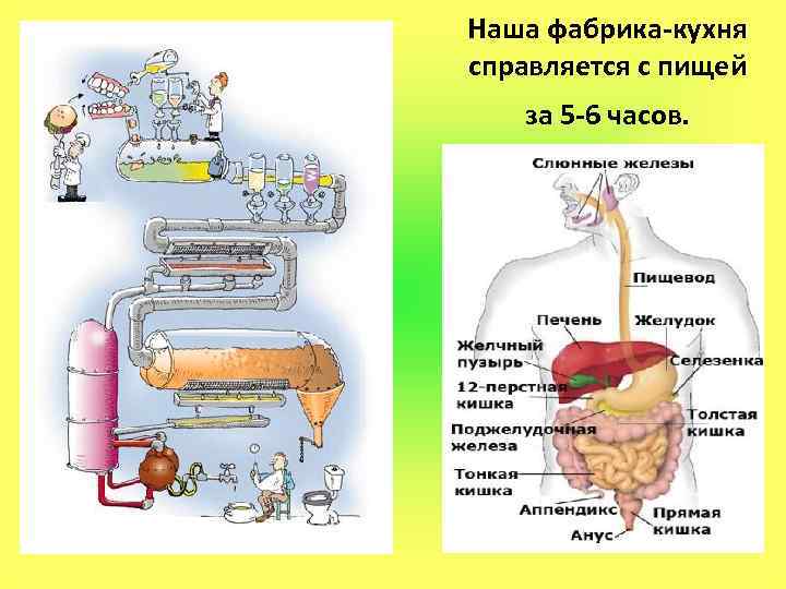 Наша фабрика-кухня справляется с пищей за 5 -6 часов. 