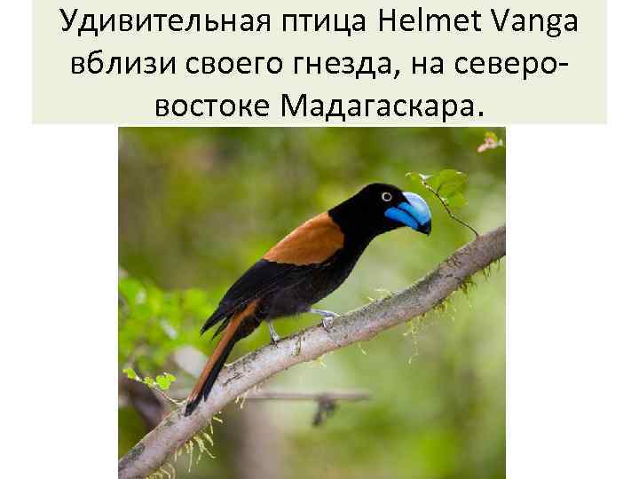 Удивительная птица Helmet Vanga вблизи своего гнезда, на северовостоке Мадагаскара. 