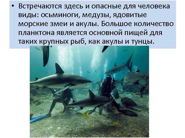  • Встречаются здесь и опасные для человека виды: осьминоги, медузы, ядовитые морские змеи