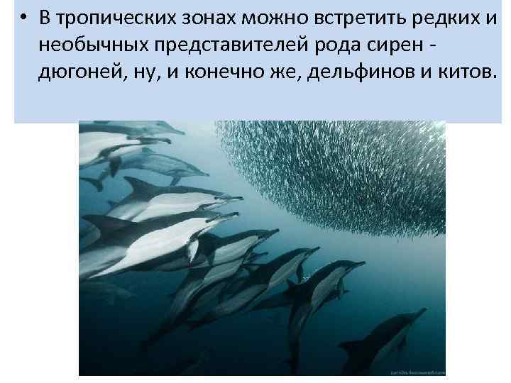  • В тропических зонах можно встретить редких и необычных представителей рода сирен дюгоней,