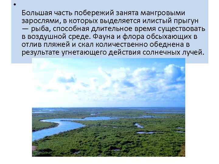  • Большая часть побережий занята мангровыми зарослями, в которых выделяется илистый прыгун —