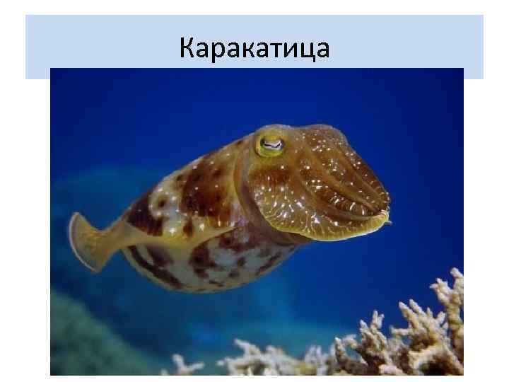 Каракатица 