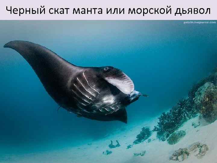 Черный скат манта или морской дьявол 