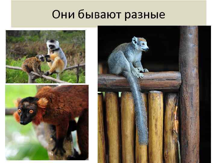 Они бывают разные 