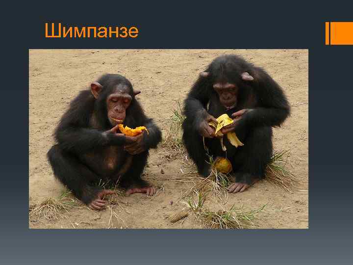 Шимпанзе 