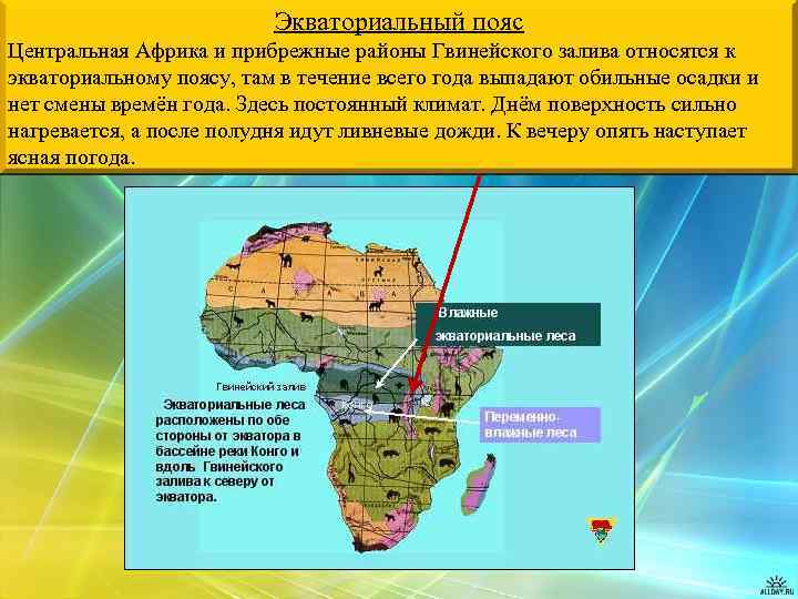 Экваториальный пояс Центральная Африка и прибрежные районы Гвинейского залива относятся к экваториальному поясу, там