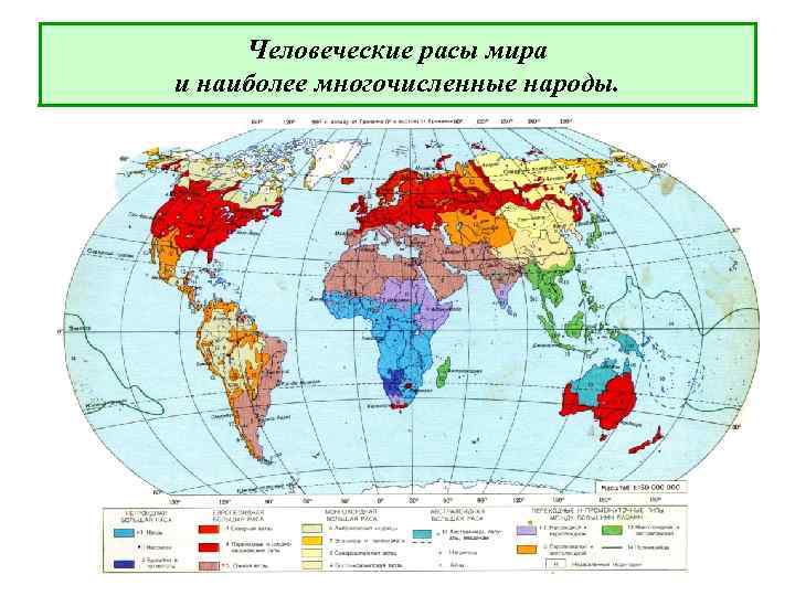 Человеческие расы мира и наиболее многочисленные народы. 