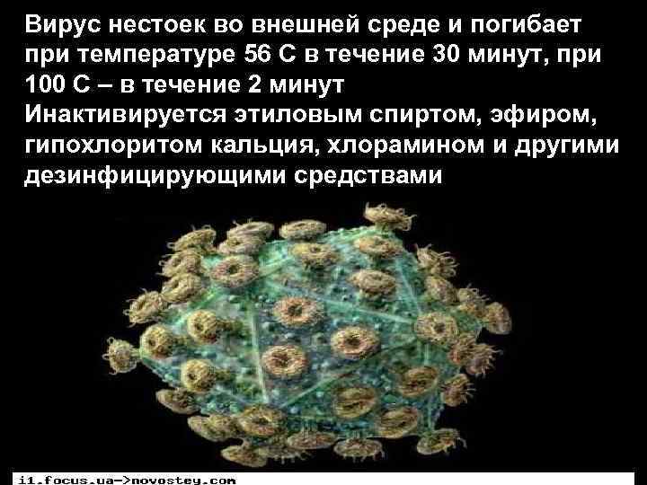 Вирус нестоек во внешней среде и погибает при температуре 56 С в течение 30