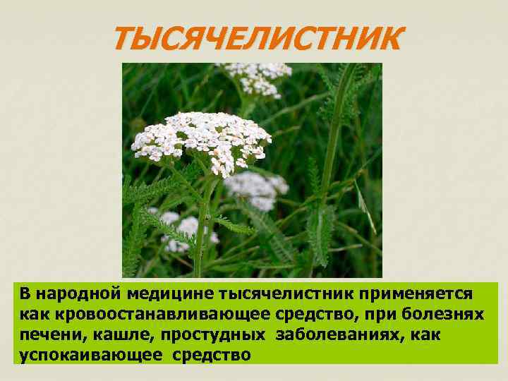 ТЫСЯЧЕЛИСТНИК В народной медицине тысячелистник применяется как кровоостанавливающее средство, при болезнях печени, кашле, простудных