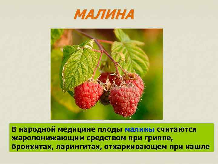 МАЛИНА В народной медицине плоды малины считаются жаропонижающим средством при гриппе, бронхитах, ларингитах, отхаркивающем