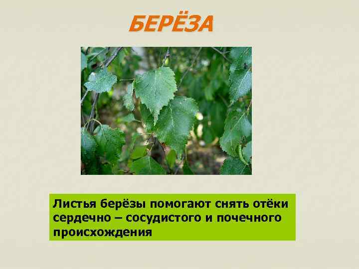 БЕРЁЗА Листья берёзы помогают снять отёки сердечно – сосудистого и почечного происхождения 