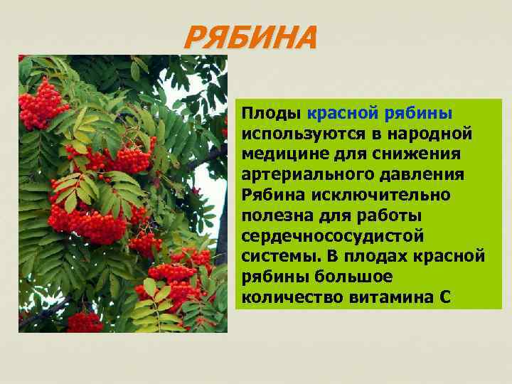 РЯБИНА Плоды красной рябины используются в народной медицине для снижения артериального давления Рябина исключительно