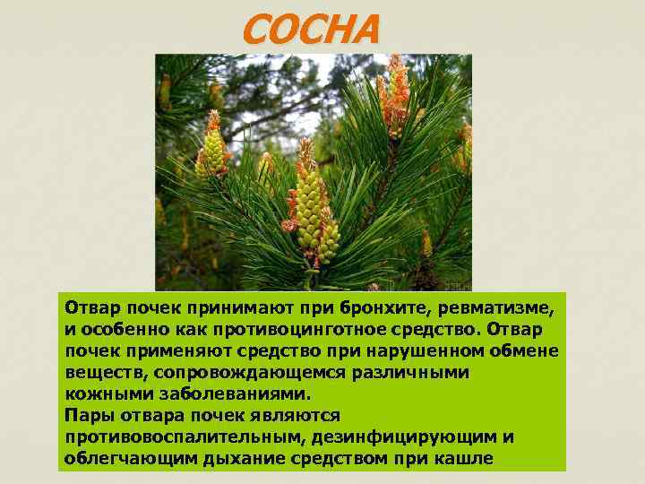 СОСНА Отвар почек принимают при бронхите, ревматизме, и особенно как противоцинготное средство. Отвар почек