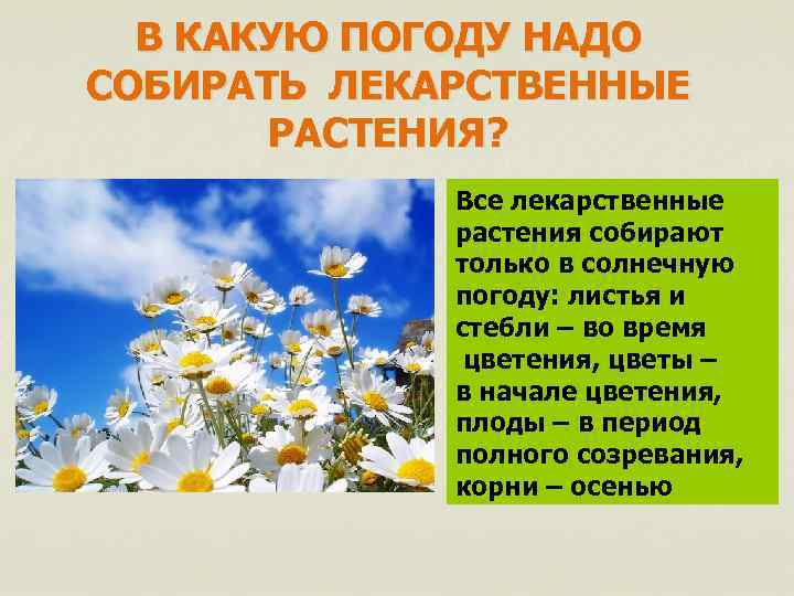 В КАКУЮ ПОГОДУ НАДО СОБИРАТЬ ЛЕКАРСТВЕННЫЕ РАСТЕНИЯ? Все лекарственные растения собирают только в солнечную