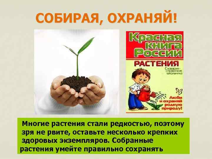 СОБИРАЯ, ОХРАНЯЙ! Многие растения стали редкостью, поэтому зря не рвите, оставьте несколько крепких здоровых