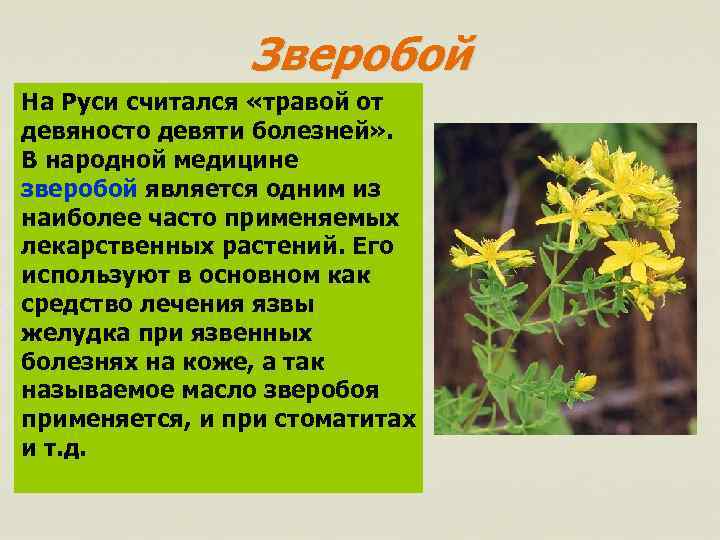 Зверобой На Руси считался «травой от девяносто девяти болезней» . В народной медицине зверобой