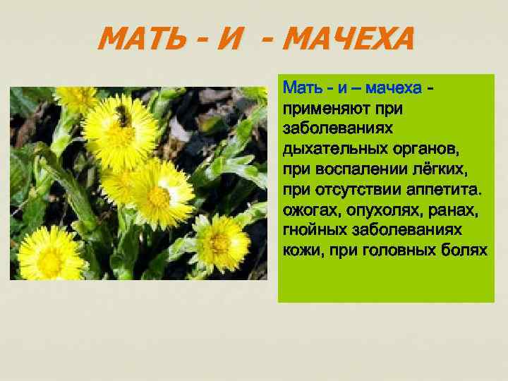 МАТЬ - И - МАЧЕХА Мать - и – мачеха применяют при заболеваниях дыхательных