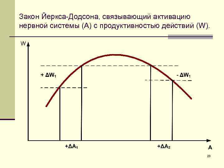 Закон Йеркса-Додсона, связывающий активацию нервной системы (А) с продуктивностью действий (W). 23 