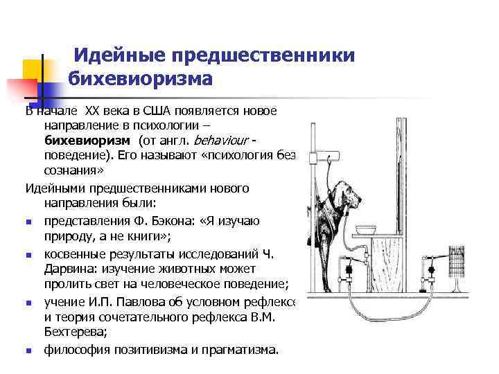 Идейные предшественники бихевиоризма В начале XX века в США появляется новое направление в психологии