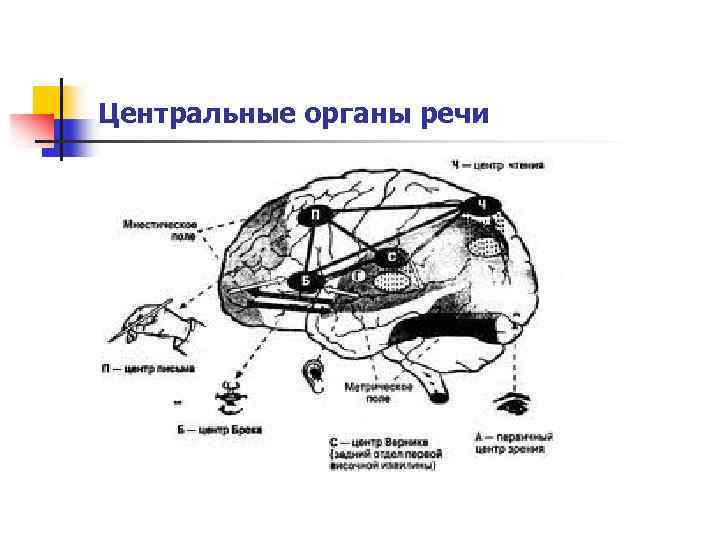 Центральные органы речи 