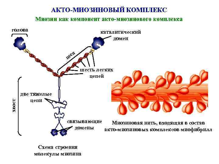 АКТО-МИОЗИНОВЫЙ КОМПЛЕКС Миозин как компонент акто-миозинового комплекса голова каталитический домен ш ея хвост шесть