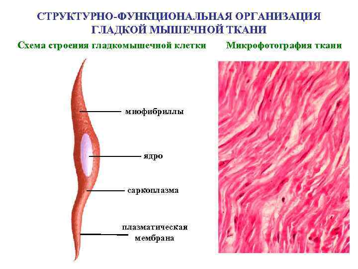 СТРУКТУРНО-ФУНКЦИОНАЛЬНАЯ ОРГАНИЗАЦИЯ ГЛАДКОЙ МЫШЕЧНОЙ ТКАНИ Схема строения гладкомышечной клетки миофибриллы ядро саркоплазматическая мембрана Микрофотография