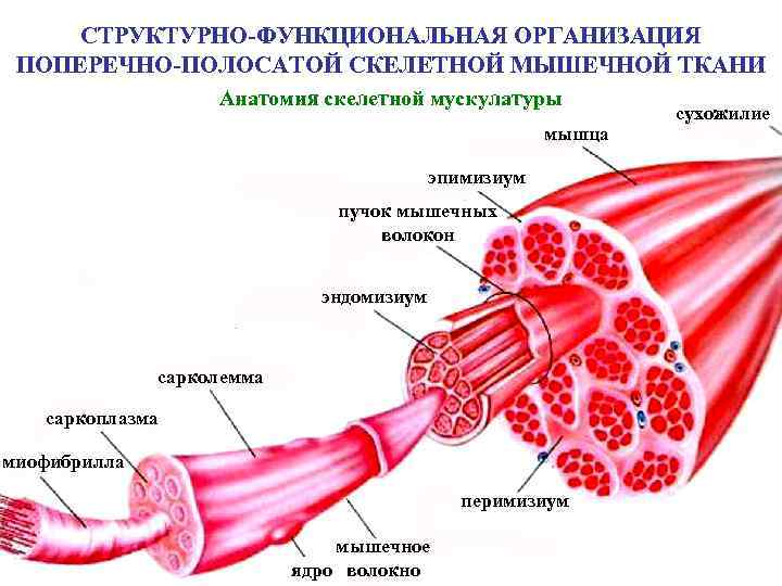 СТРУКТУРНО-ФУНКЦИОНАЛЬНАЯ ОРГАНИЗАЦИЯ ПОПЕРЕЧНО-ПОЛОСАТОЙ СКЕЛЕТНОЙ МЫШЕЧНОЙ ТКАНИ Анатомия скелетной мускулатуры мышца эпимизиум пучок мышечных волокон