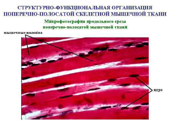 СТРУКТУРНО-ФУНКЦИОНАЛЬНАЯ ОРГАНИЗАЦИЯ ПОПЕРЕЧНО-ПОЛОСАТОЙ СКЕЛЕТНОЙ МЫШЕЧНОЙ ТКАНИ Микрофотография продольного среза поперечно-полосатой мышечной ткани мышечные волокна