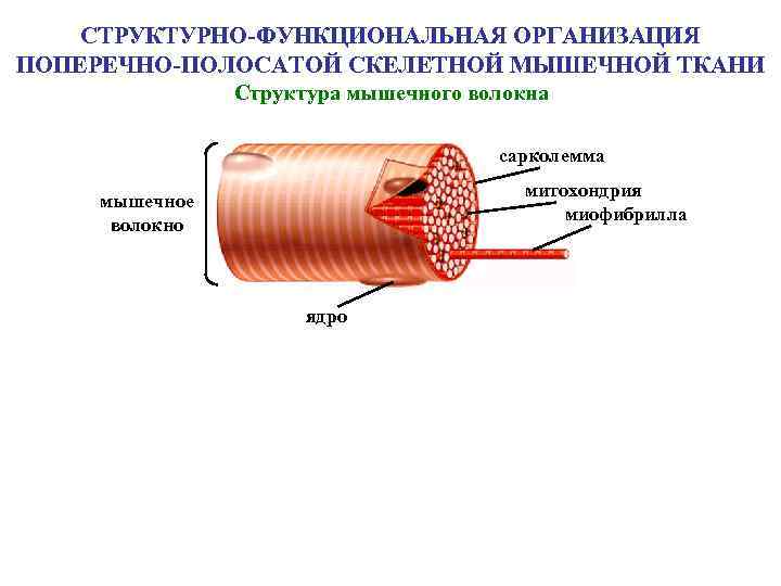 СТРУКТУРНО-ФУНКЦИОНАЛЬНАЯ ОРГАНИЗАЦИЯ ПОПЕРЕЧНО-ПОЛОСАТОЙ СКЕЛЕТНОЙ МЫШЕЧНОЙ ТКАНИ Структура мышечного волокна сарколемма митохондрия миофибрилла мышечное волокно