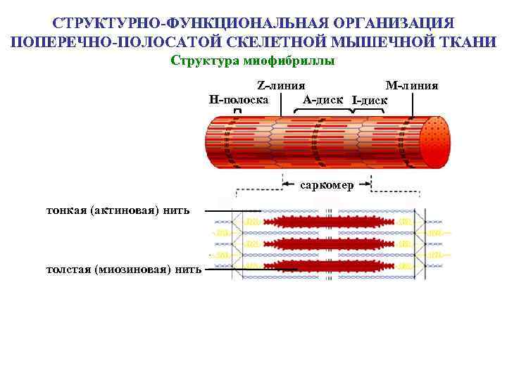 СТРУКТУРНО-ФУНКЦИОНАЛЬНАЯ ОРГАНИЗАЦИЯ ПОПЕРЕЧНО-ПОЛОСАТОЙ СКЕЛЕТНОЙ МЫШЕЧНОЙ ТКАНИ Структура миофибриллы Z-линия М-линия Н-полоска А-диск I-диск саркомер