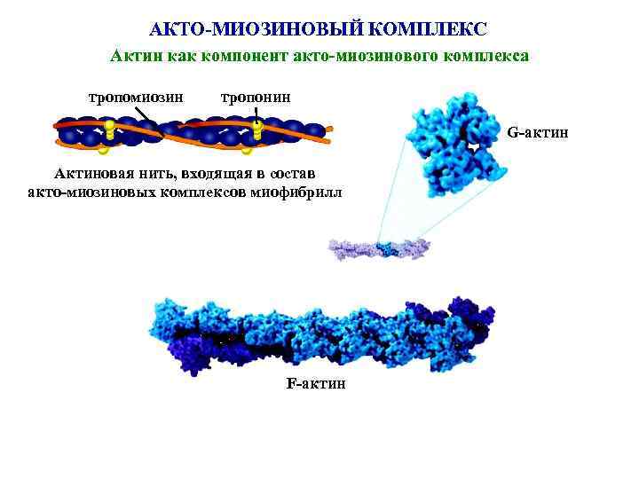 АКТО-МИОЗИНОВЫЙ КОМПЛЕКС Актин как компонент акто-миозинового комплекса тропомиозин тропонин G-актин Актиновая нить, входящая в