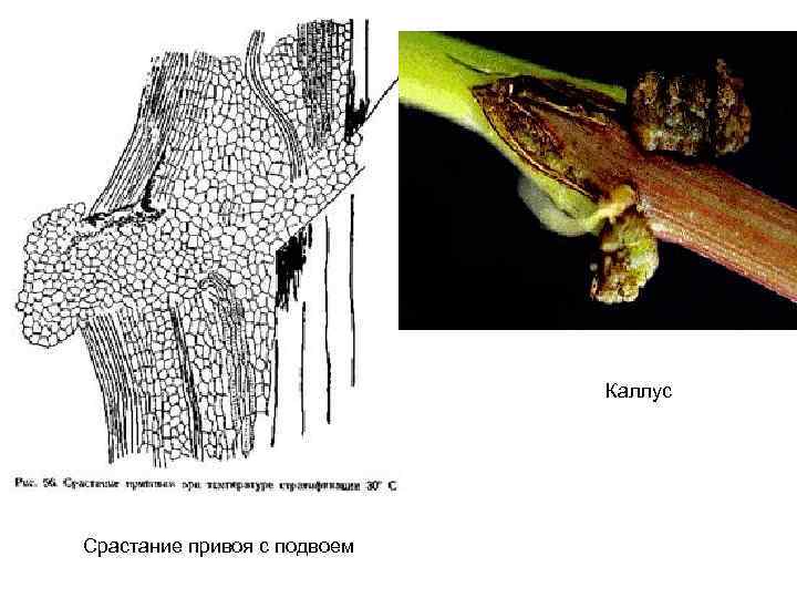 Каллус Срастание привоя с подвоем 