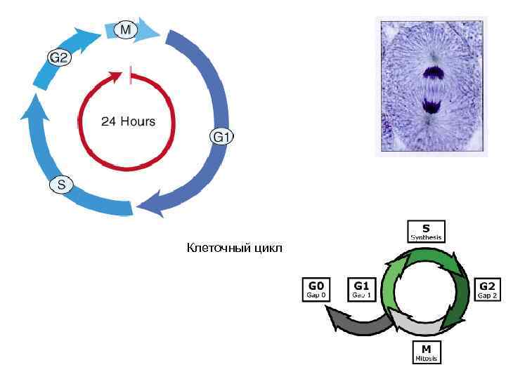 Клеточный цикл схема егэ