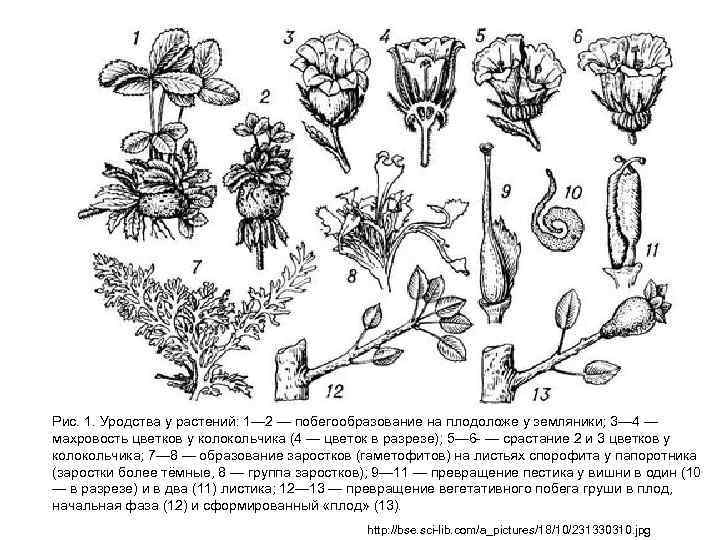 Рис. 1. Уродства у растений: 1— 2 — побегообразование на плодоложе у земляники; 3—