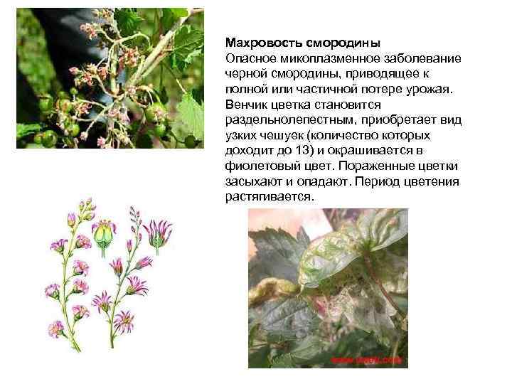 Махровость смородины Опасное микоплазменное заболевание черной смородины, приводящее к полной или частичной потере урожая.