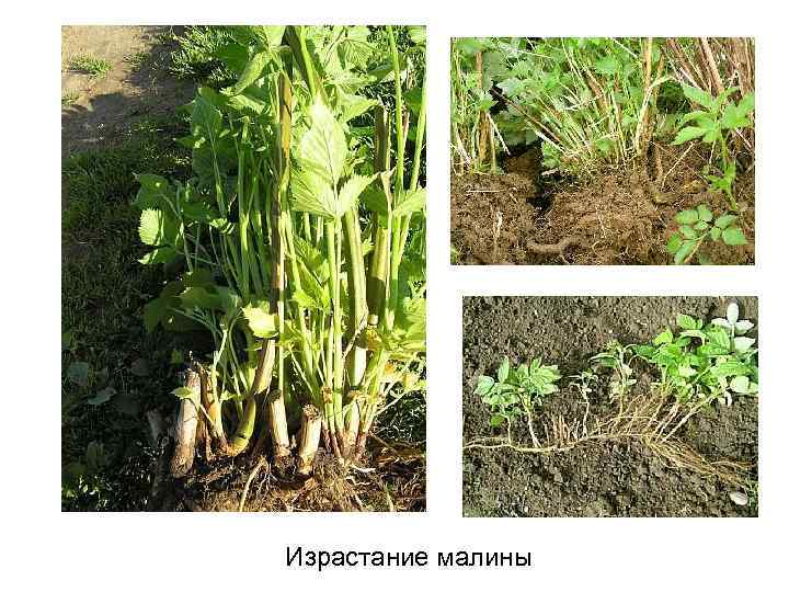 Израстание малины 