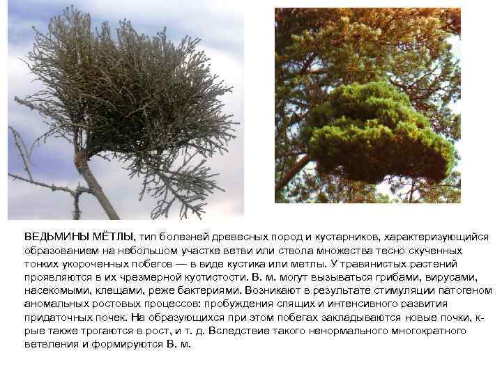 ВEДЬМИНЫ МЁТЛЫ, тип болезней древесных пород и кустарников, характеризующийся образованием на небольшом участке ветви