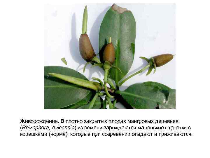 Живорождение. В плотно закрытых плодах мангровых деревьев (Rhizophora, Avicennia) из семени зарождаются маленькие отростки