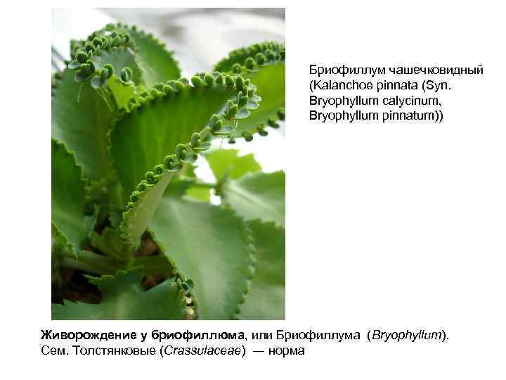 Бриофиллум чашечковидный (Kalanchoe pinnata (Syn. Bryophyllum calycinum, Bryophyllum pinnatum)) Живорождение у бриофиллюма, или Бриофиллума