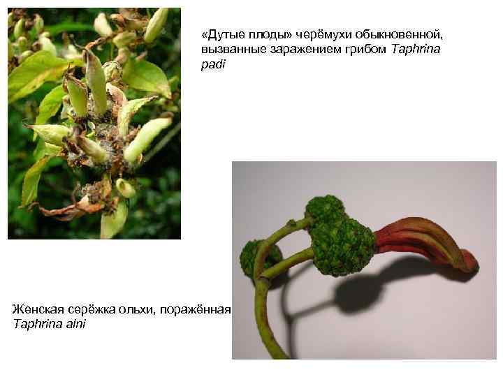  «Дутые плоды» черёмухи обыкновенной, вызванные заражением грибом Taphrina padi Женская серёжка ольхи, поражённая