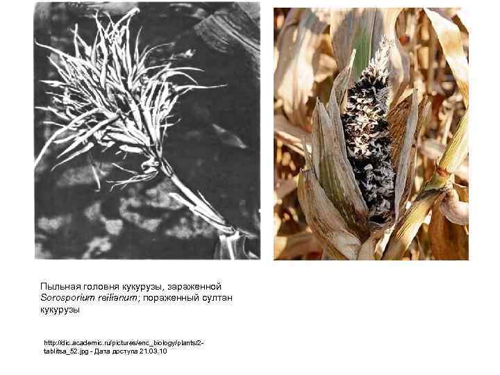 Пыльная головня кукурузы, зараженной Sorosporium reilianum; пораженный султан кукурузы http: //dic. academic. ru/pictures/enc_biology/plants/2 tablitsa_52.