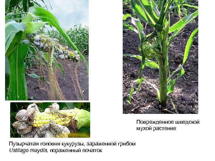 Поврежденное шведской мухой растение Пузырчатая головня кукурузы, зараженной грибом Ustilago maydis, пораженный початок 