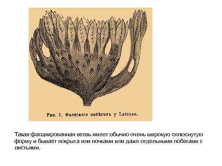 Такая фасциированная ветвь имеет обычно очень широкую сплюснутую форму и бывает покрыта или почками