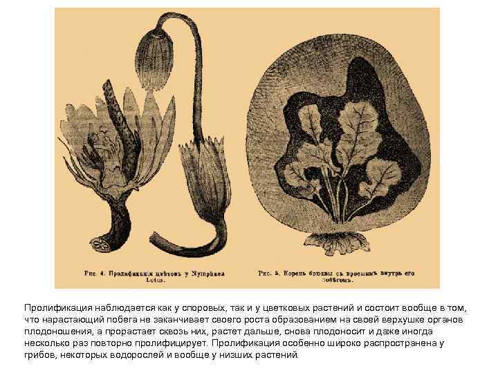Пролификация наблюдается как у споровых, так и у цветковых растений и состоит вообще в