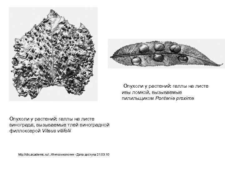  Опухоли у растений: галлы на листе ивы ломкой, вызываемые пилильщиком Pontania proxima Опухоли